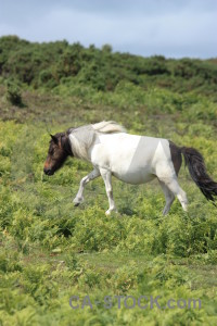 Horse green animal.