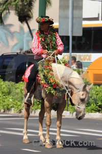 Horse green animal person.