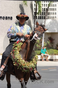 Horse male person animal model.