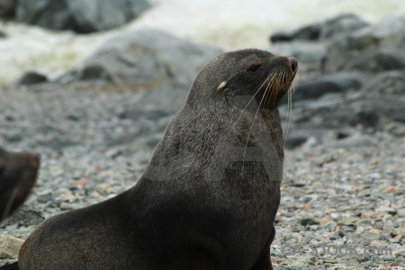 Horseshoe island rock square bay fur seal whisker.