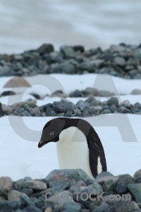 Ice adelie antarctica antarctic peninsula millerand island.