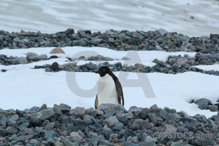 Ice stone antarctic peninsula south pole marguerite bay.