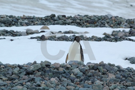 Ice stone antarctica cruise penguin south pole.