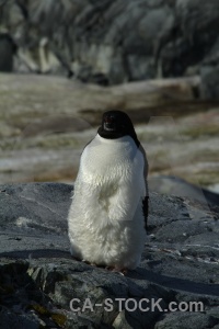 Ice wilhelm archipelago day 8 south pole adelie.