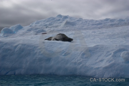 Iceberg argentine islands antarctica cruise cloud animal.