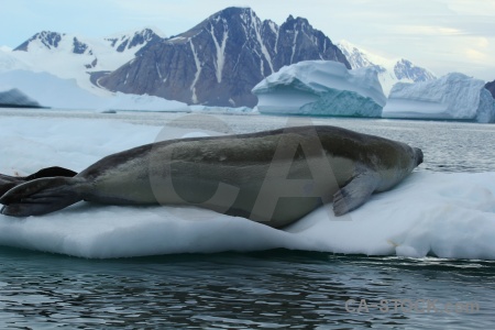 Iceberg water sea bellingshausen cloud.