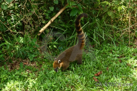 Iguassu falls raccoon south america animal iguazu.