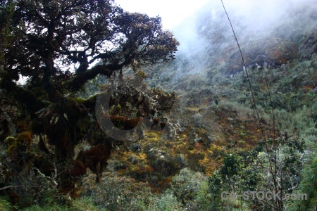 Inca andes cloud tree sky.