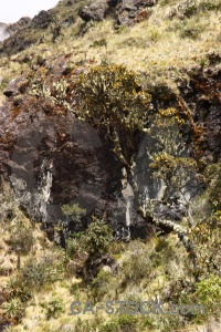 Inca trail grass peru rock andes.