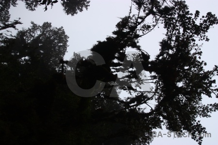 Inca trail south america altitude tree sky.