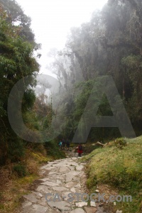 Inca trail south america tree path cloud.