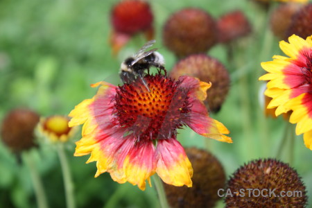 Insect animal bee plant flower.