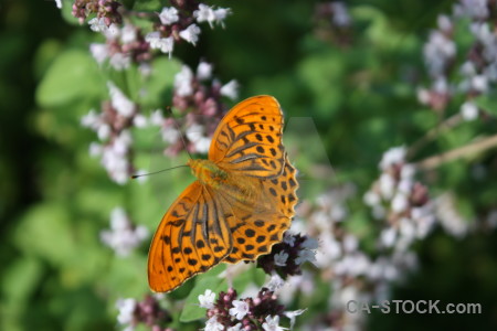 Insect animal butterfly flower plant.