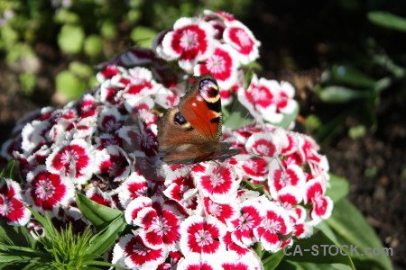 Insect animal butterfly plant flower.