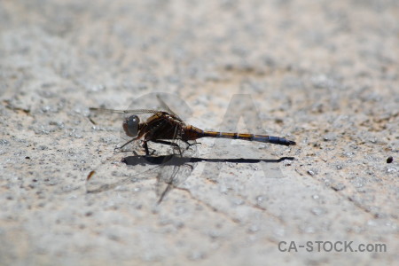 Insect animal europe gray dragonfly.