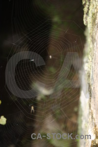 Insect animal web spider.