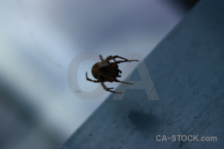 Insect blue spider animal.