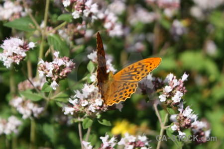 Insect butterfly plant animal flower.