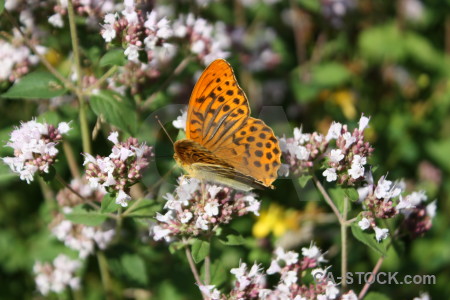 Insect butterfly plant animal flower.