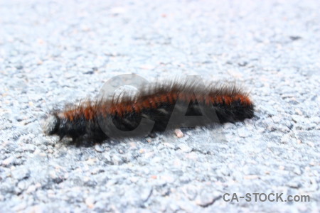 Insect caterpillar white animal.