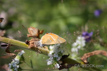 Insect flower plant animal butterfly.