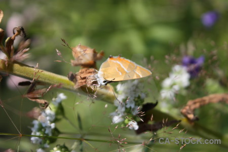 Insect flower plant animal butterfly.