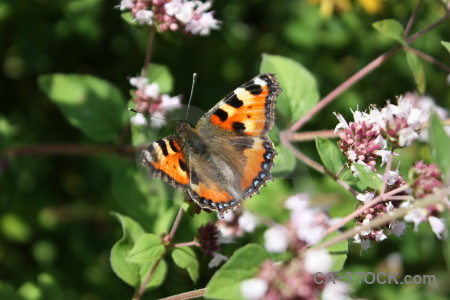 Insect flower plant butterfly animal.