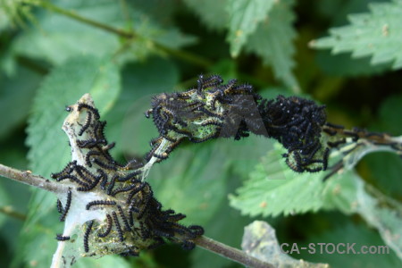 Insect green caterpillar animal.