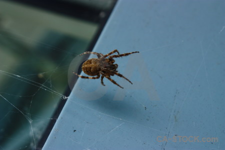 Insect spider animal.