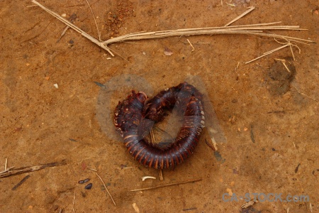 Insect trek animal mud luang prabang.