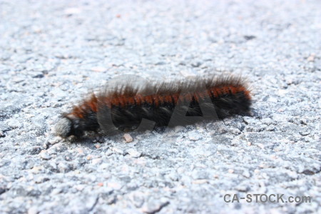 Insect white animal caterpillar.