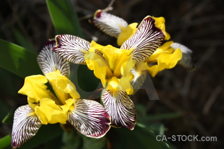 Iris yellow flower plant black.