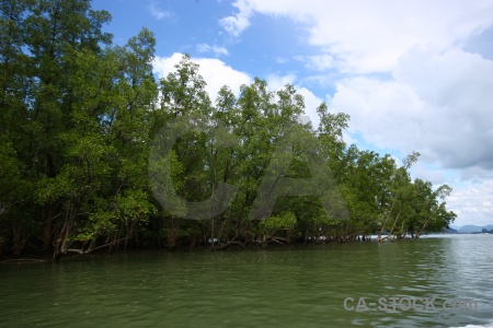 Island water asia mangrove thailand.