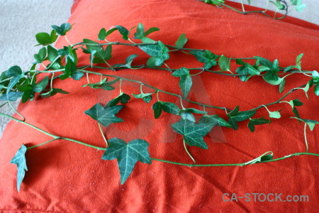 Ivy green plant red leaf.