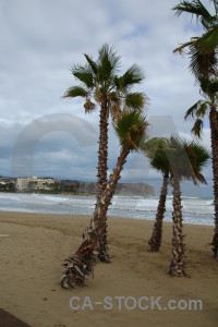 Javea arenal palm tree cloud europe.