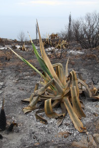 Javea ash burnt montgo fire plant.