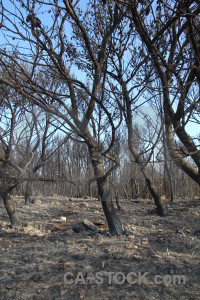 Javea burnt branch tree spain.