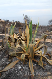 Javea burnt montgo fire europe spain.