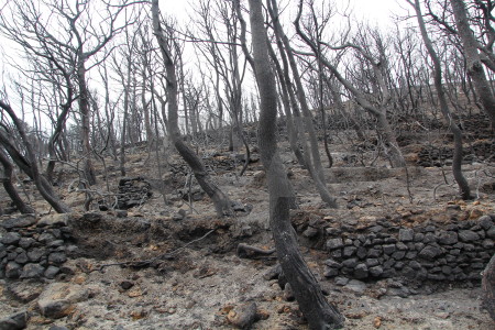 Javea europe montgo fire branch burnt.