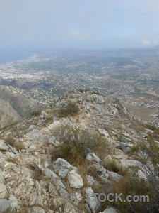 Javea montgo cloud rock plant.