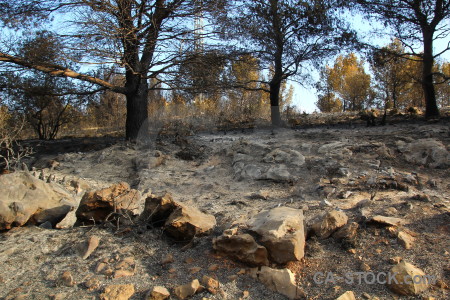 Javea spain tree montgo fire burnt.