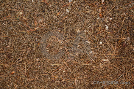 Javea texture spain pine needle europe.