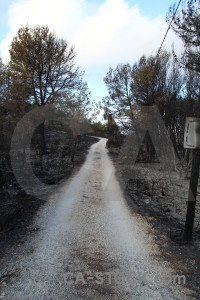 Javea tree burnt ash montgo fire.