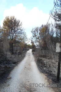 Javea tree europe path burnt.