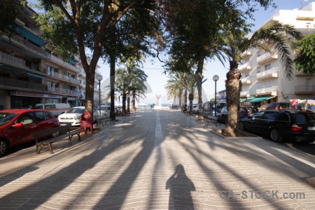 Javea tree europe shadow spain.