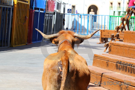 Javea white horn bull orange.