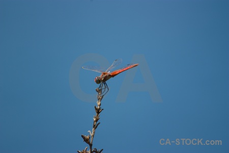 Javea wing branch sky dragonfly.