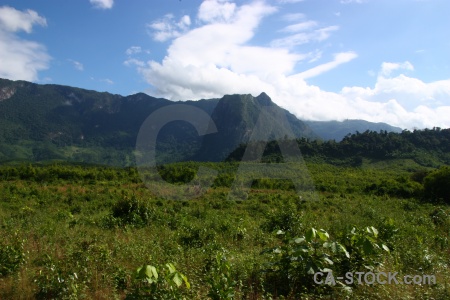 Jungle sky laos grass tree.