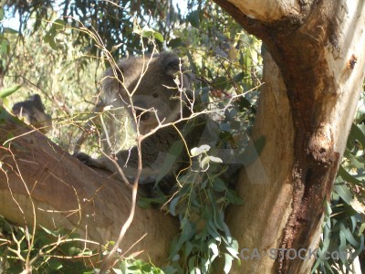 Koala animal brown green.