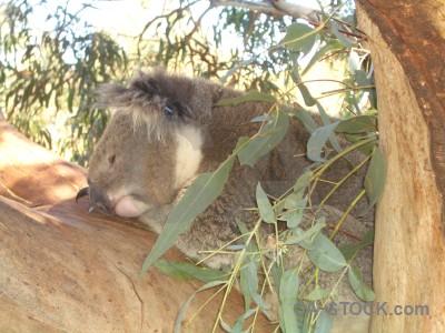 Koala animal green.
